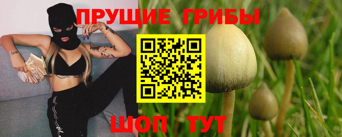 Псилоцибиновые грибы Psilocybine cubensis Урай